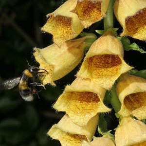 Digitalis grandiflora