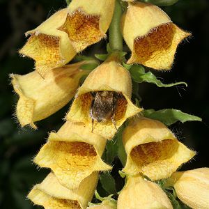 Digitalis grandiflora