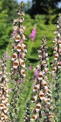 Digitalis lanata
