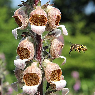 Wolliger Fingerhut + Garten-Wollbiene
