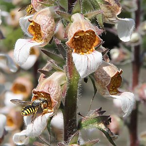 Digitalis lanata + Anthidium manicatum