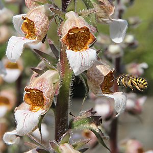 Digitalis lanata + Anthidium manicatum