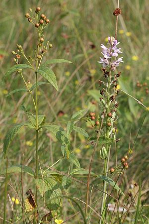 Dactylorhiza maculata