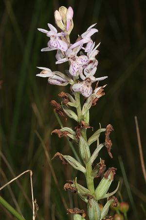 Dactylorhiza maculata