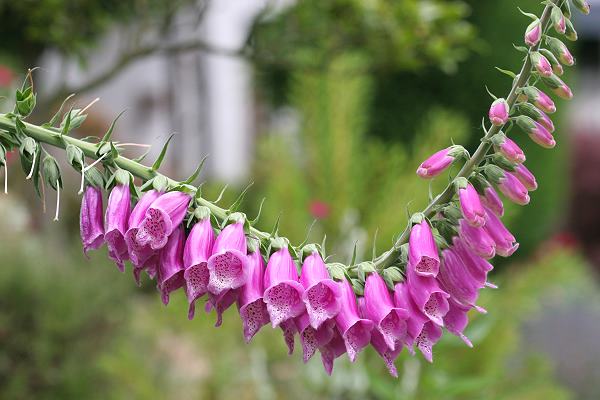 Digitalis purpurea