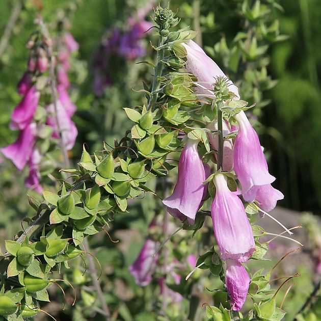 Digitalis purpurea (6.7.2013)