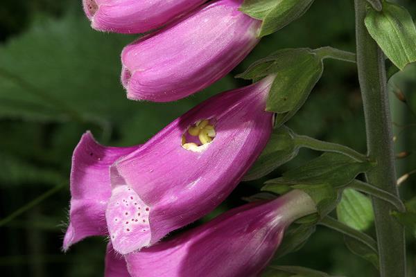 Digitalis purpurea