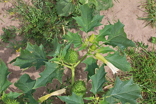 Datura stramonium (8.8.2021)