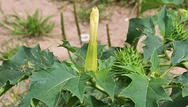 Datura stramonium (8.8.2021)