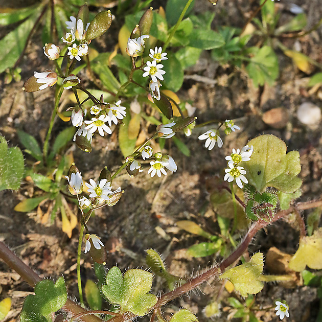 Draba verna