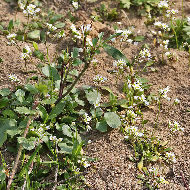 Draba verna