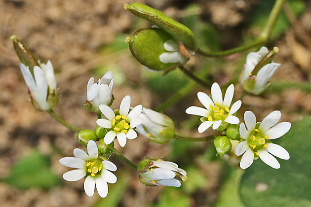 Draba verna