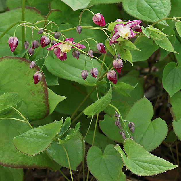 Epimedium alpinum