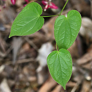 Epimedium alpinum