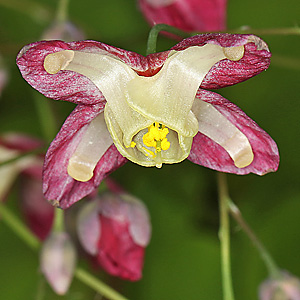 Epimedium alpinum