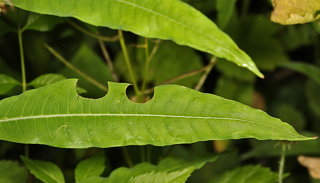 Epilobium angustifolium