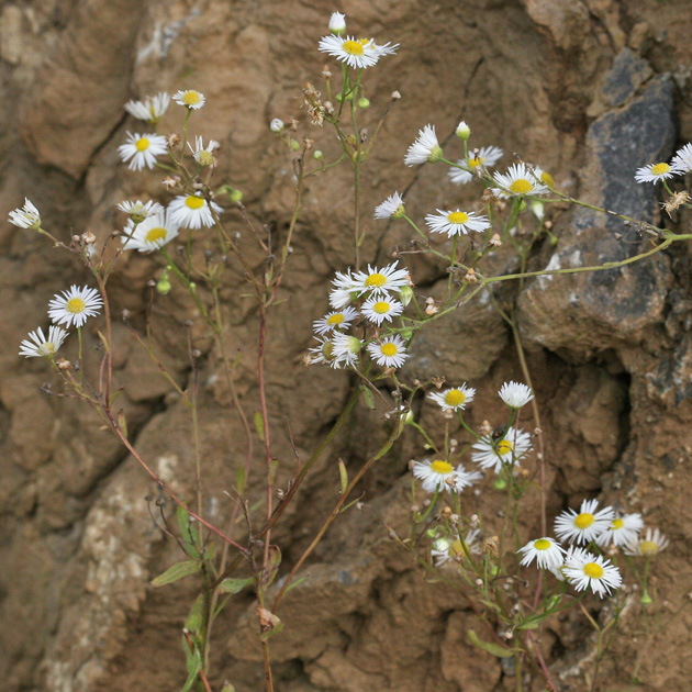 Erigeron annuus