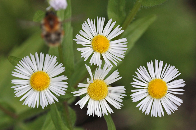 Erigeron annuus