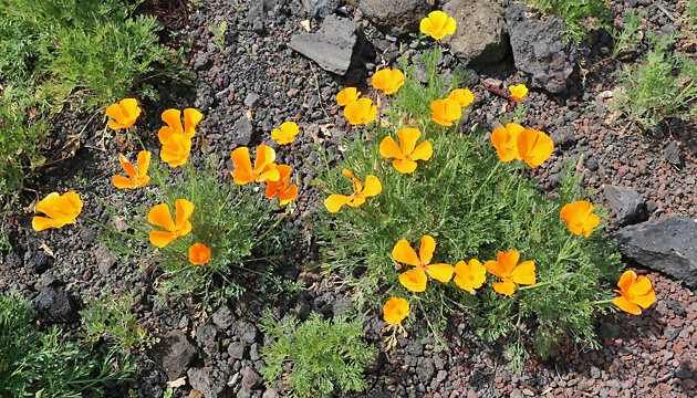 Eschscholzia californica