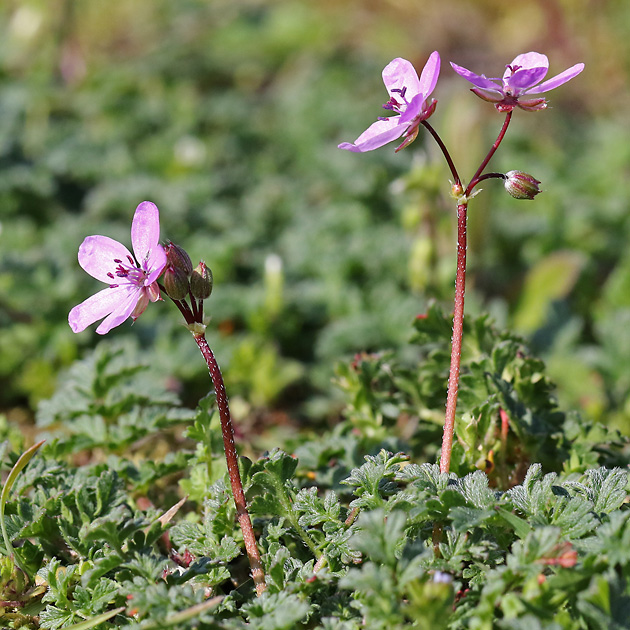 Erodium cicutarium