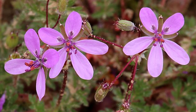 Erodium cicutarium