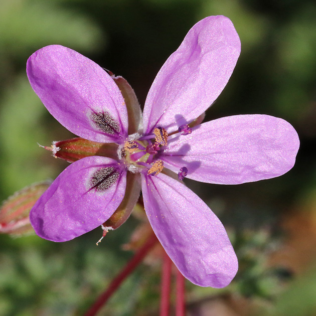 Erodium cicutarium