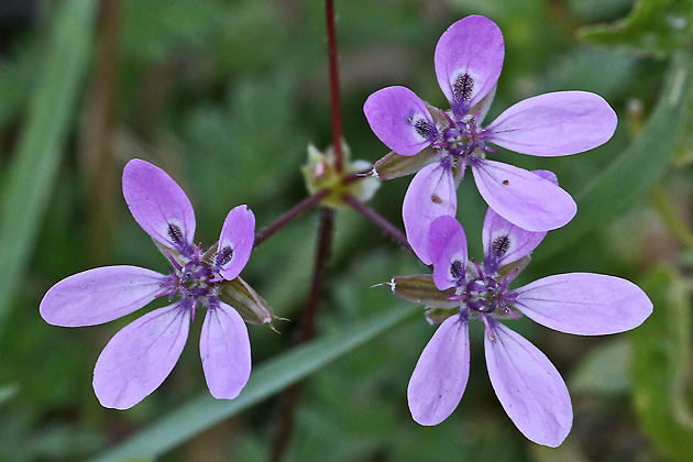 Erodium cicutarium