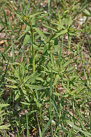 Euphorbia esula