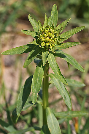 Euphorbia esula
