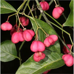 Euonymus europaeus