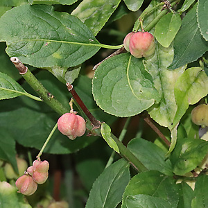 Euonymus europaeus