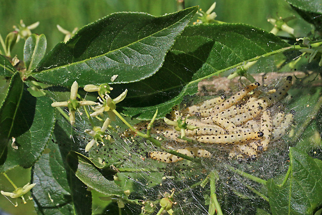 Euonymus europaeus mit Yponomeuta-cagnagella-Befall (14.5.2022) Euonymus europaeus