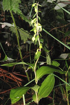 Epipactis helleborine