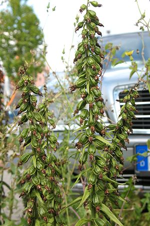 Epipactis helleborine