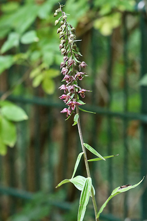Epipactis helleborine