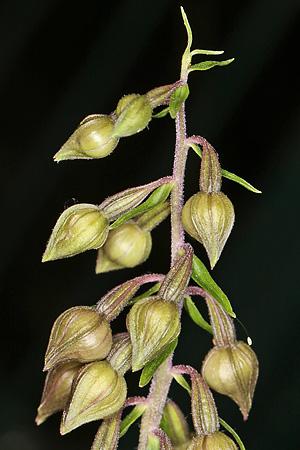 Epipactis helleborine