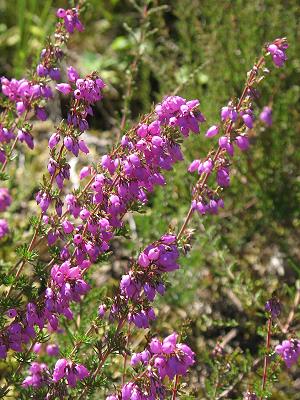 Erica herbacea