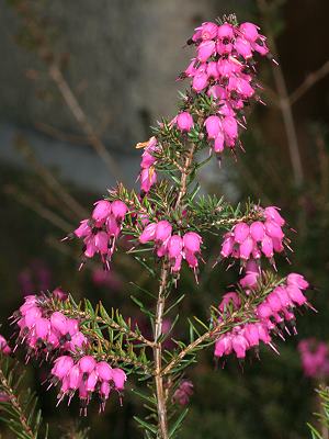Erica herbacea