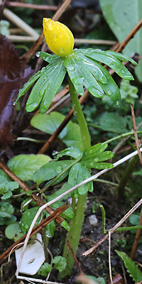 Eranthis hyemalis