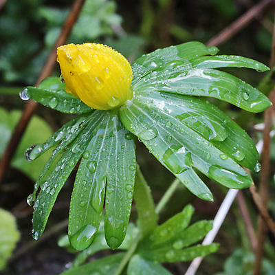 Eranthis hyemalis