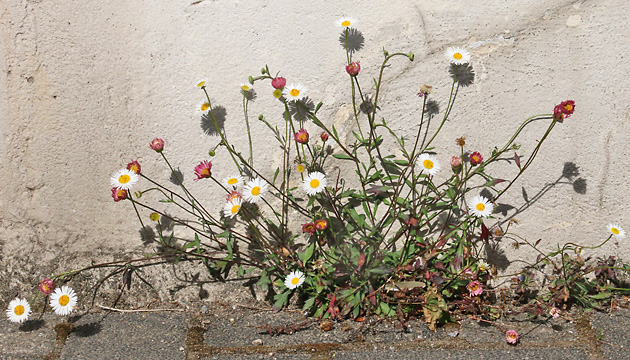 Erigeron karvinskianus