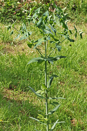 Euphorbia lathyris