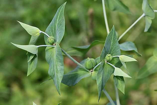 Euphorbia lathyris: Fruchtst&auml;nde