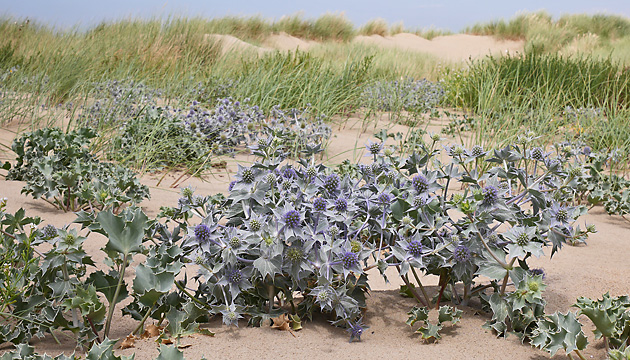 Eryngium maritinum