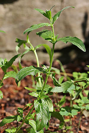 Epilobium parviflorum