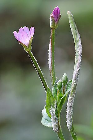Epilobium parviflorum