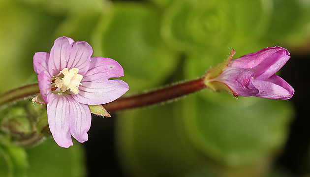 Epilobium parviflorum