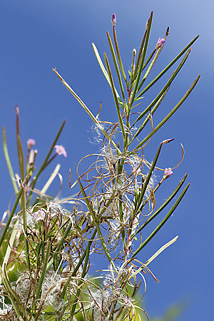 Epilobium parviflorum