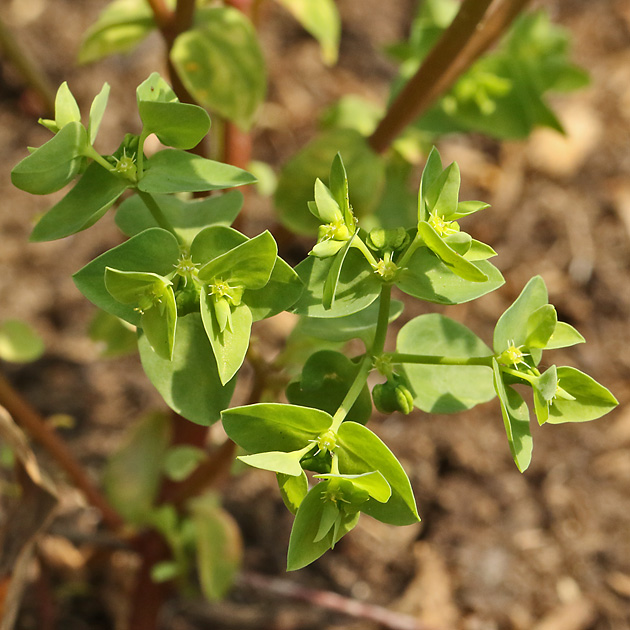 Blütenpflanzen Euphorbiaceae Wolfsmilchgewächse