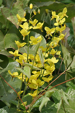 Epimedium pinnatum
